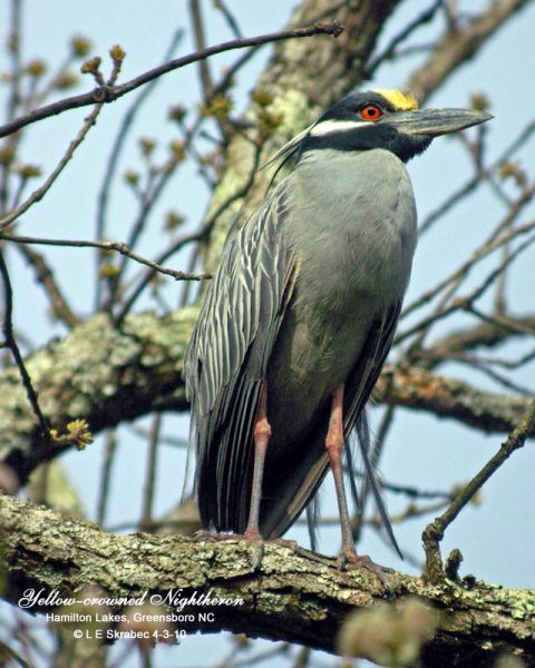 Yellow-crowned Night-Herons