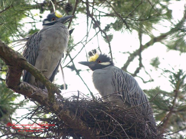 Yellow-crowned Night-Herons