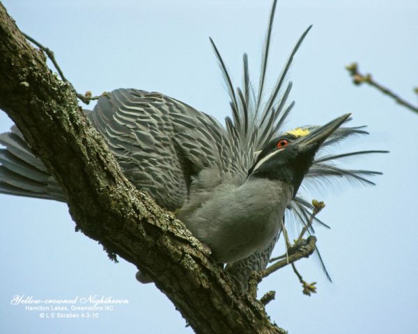 Yellow-crowned Night-Herons