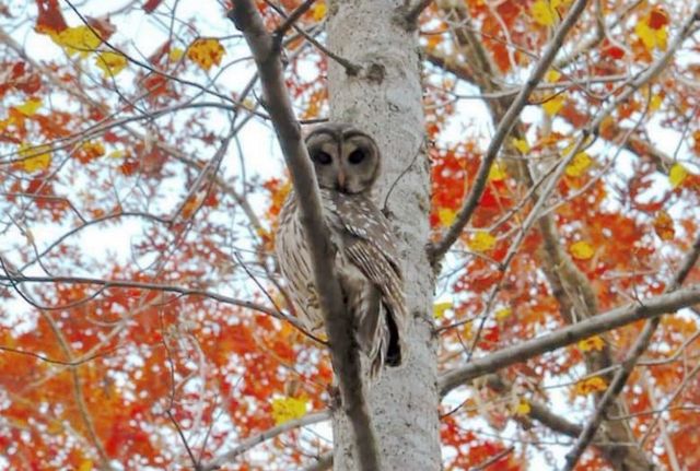 Barred Owl