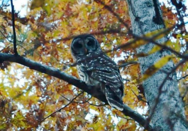 Barred Owl