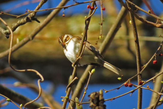 Clay-colored Sparrow