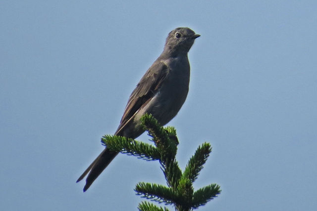 Townsend's Solitaire