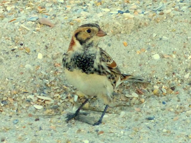 Lapland Longspur