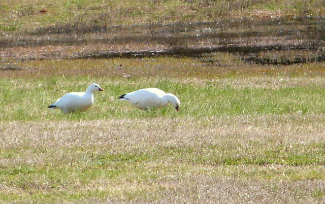 Ross's Goose