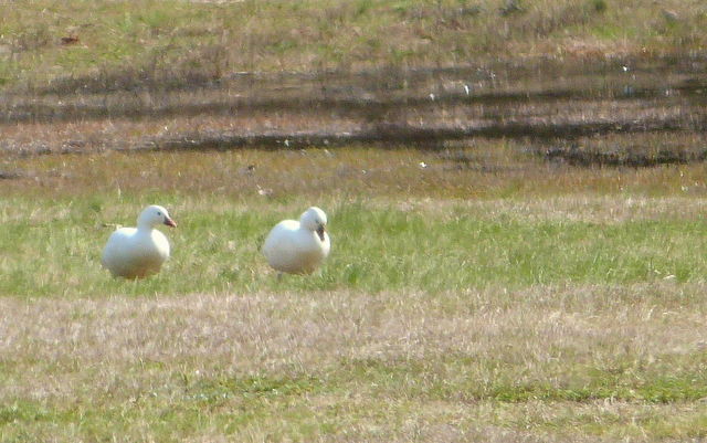 Ross's Goose