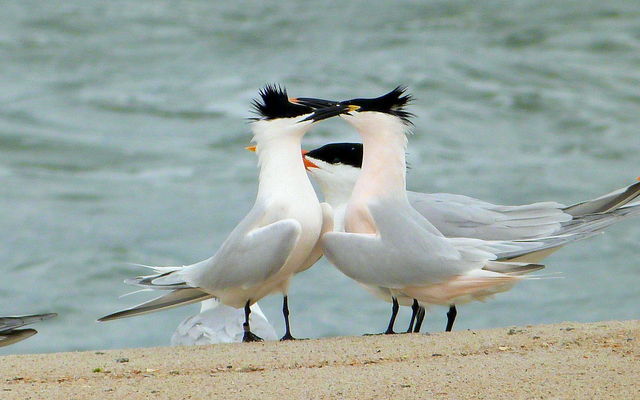 Sandwich Tern