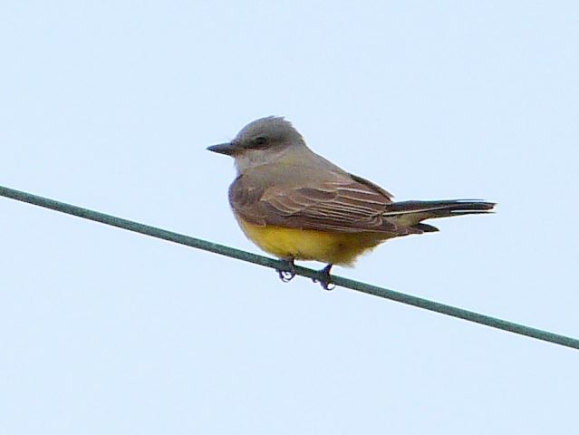 Western Kingbird