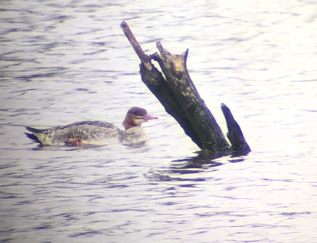 Common Merganser