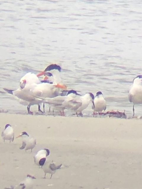 Roseate Tern