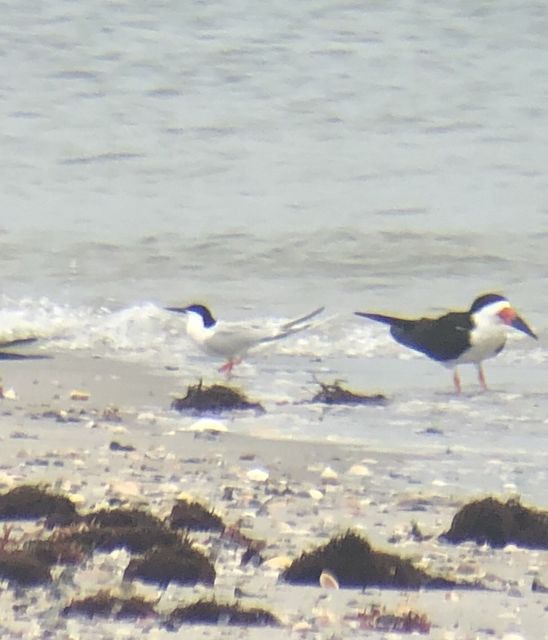 Roseate Tern