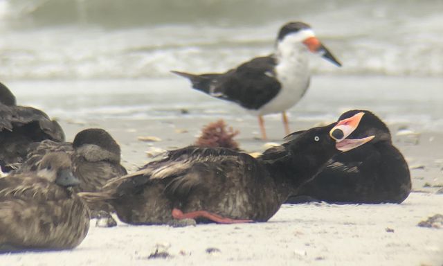 Surf Scoter