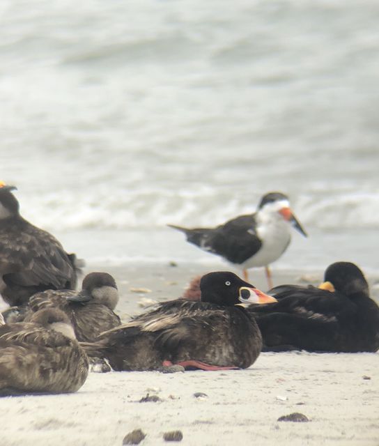 Surf Scoter