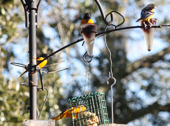 Baltimore Orioles