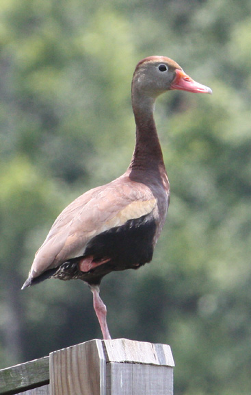 Black-bellied Whistling-Duck