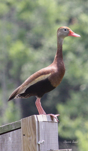 Black-bellied Whistling-Duck