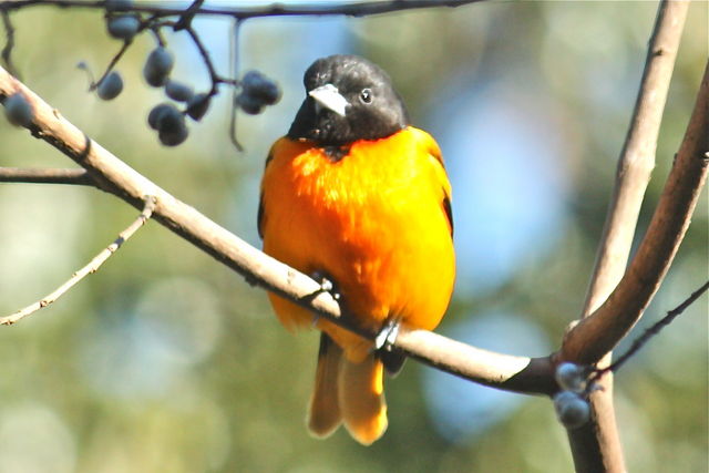 Baltimore Oriole
