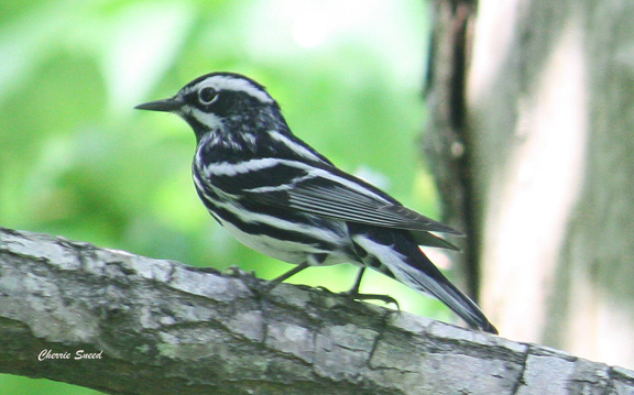 Black-and-white Warbler