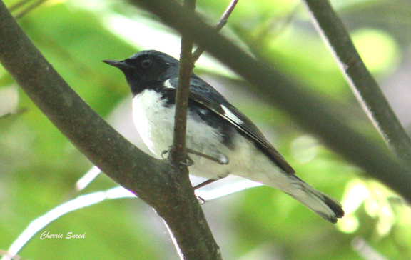 Black-throated Blue Warbler