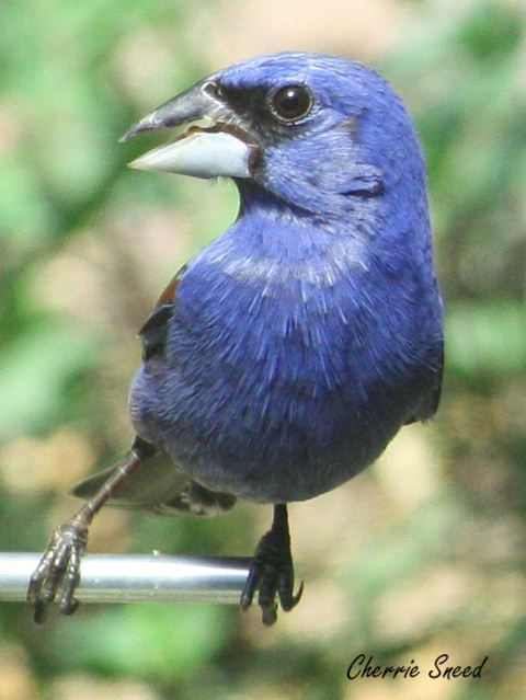 Blue Grosbeak