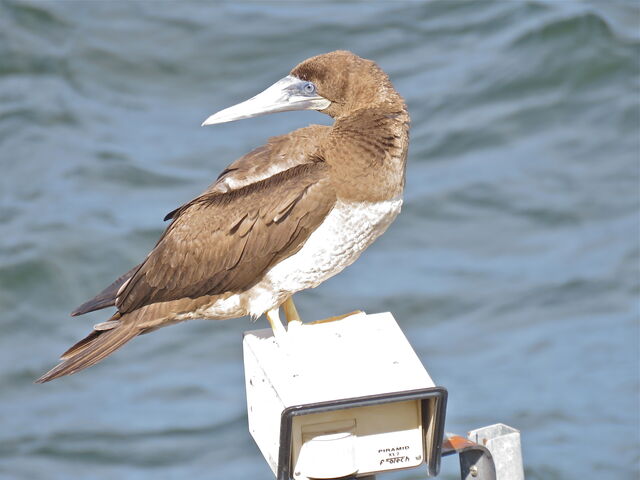 Brown Booby