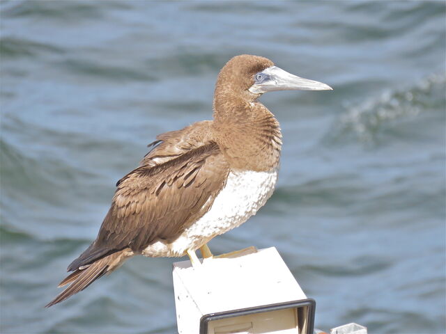 Brown Booby