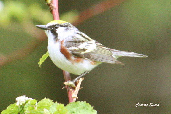 Chestnut-sided Warbler