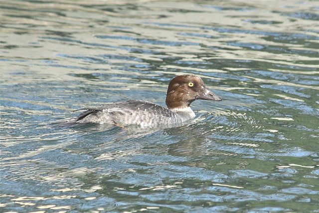 Common Goldeneye