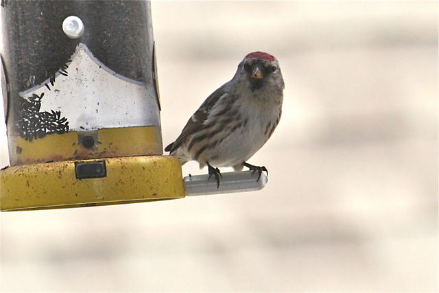Redpoll