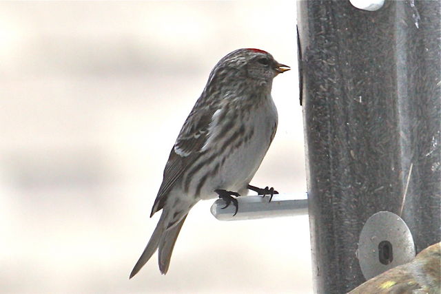 Redpoll