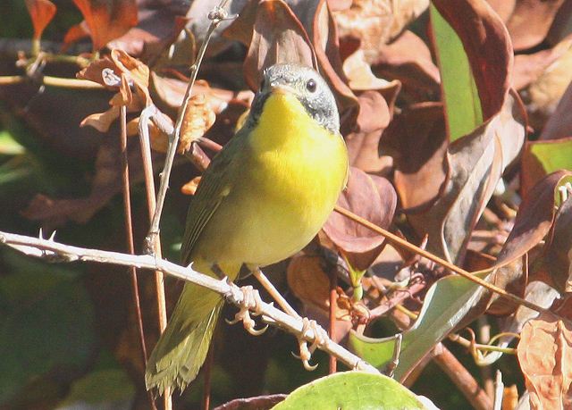 Common Yellowthroat