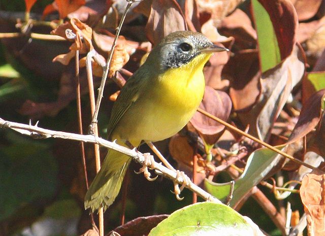 Common Yellowthroat