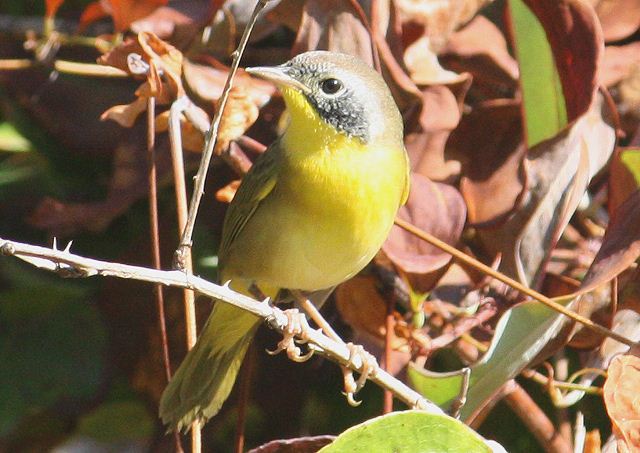 Common Yellowthroat