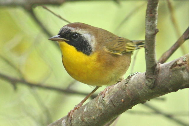 Common Yellowthroat