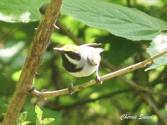 Golden-winged Warbler