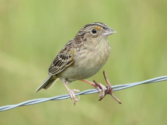 Grasshopper Sparrow