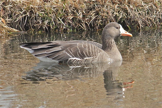 Greater White-fronted Goose