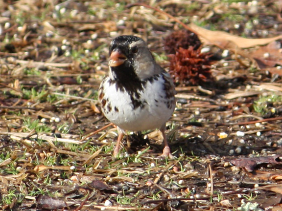 Harris's Sparrow