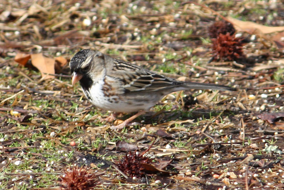 Harris's Sparrow
