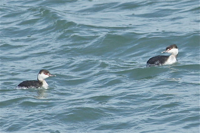 Horned Grebe