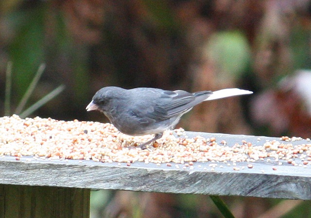 Dark-eyed Junco