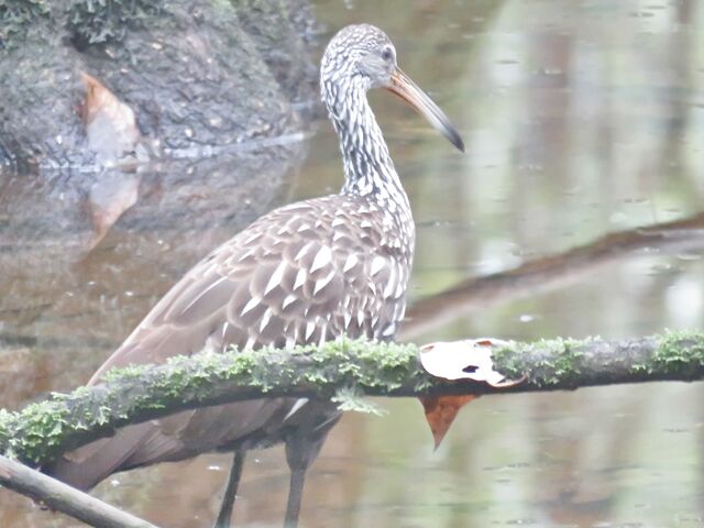 Limpkin