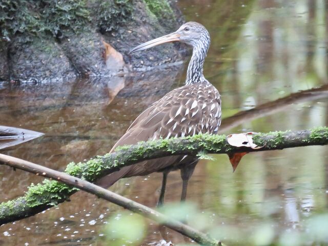 Limpkin