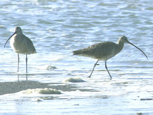 Long-billed Curlews