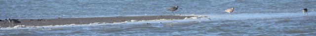 Long-billed Curlews