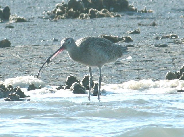 Long-billed Curlews