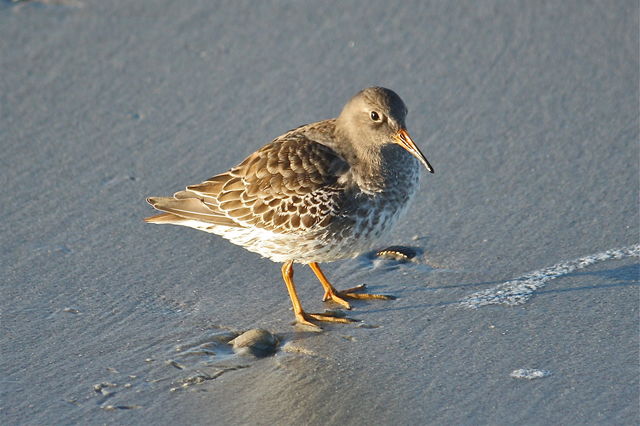 Purple Sandpiper