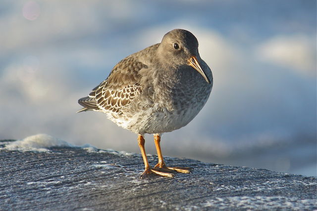 Purple Sandpiper