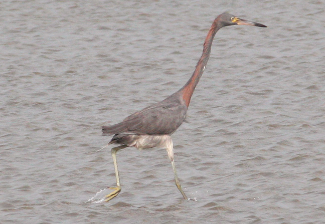 heron