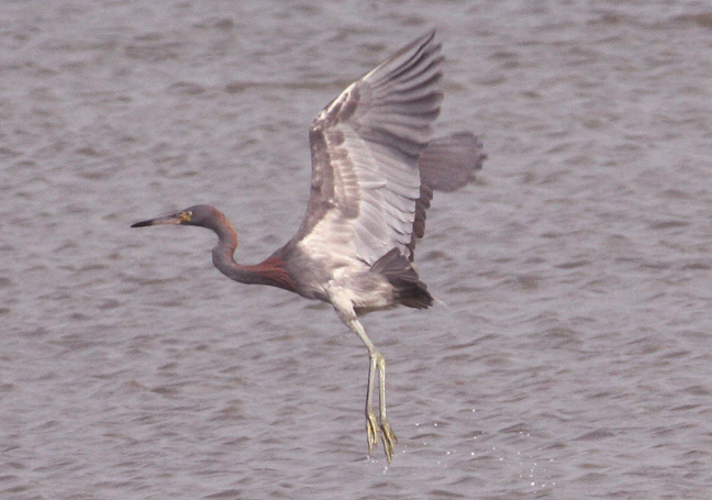 heron